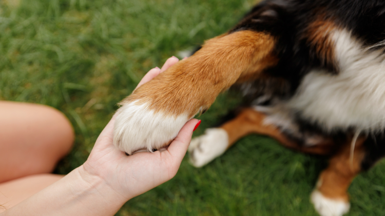 Pet Therapy